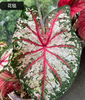 Caladium bicolor Pink summer tapestry froth rosebud Pink beauty lava