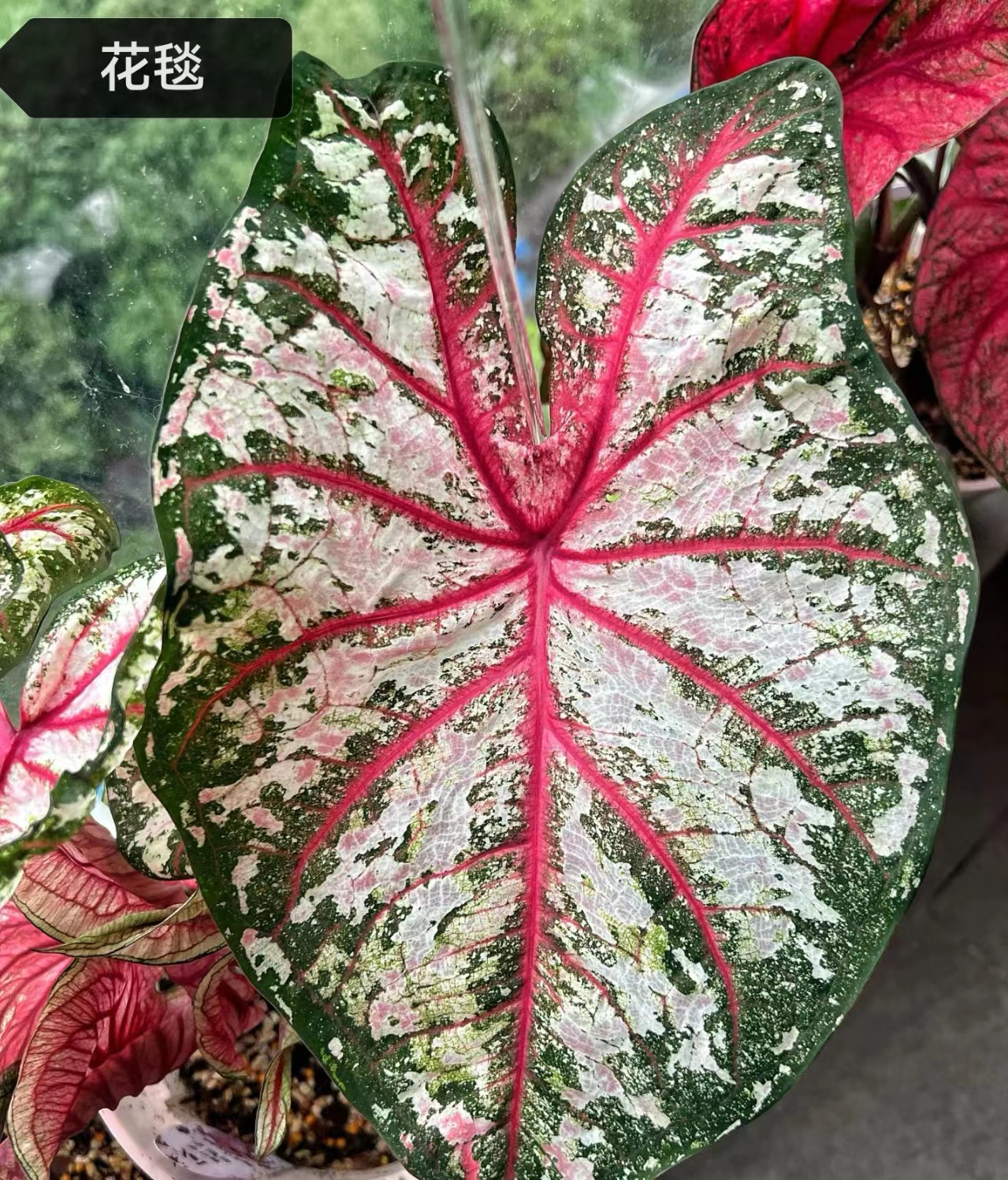 Caladium bicolor Pink summer tapestry froth rosebud Pink beauty lava