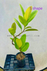 Shivereana Ficus