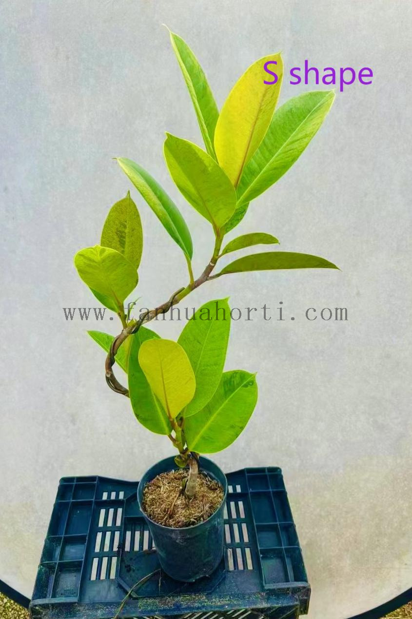 Shivereana Ficus