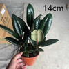 Burgundy Ficus