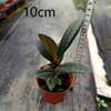 Burgundy Ficus
