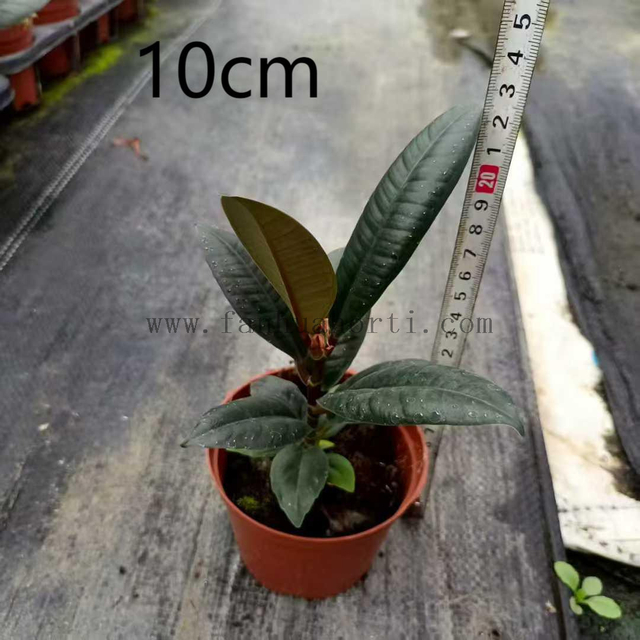 Burgundy Ficus