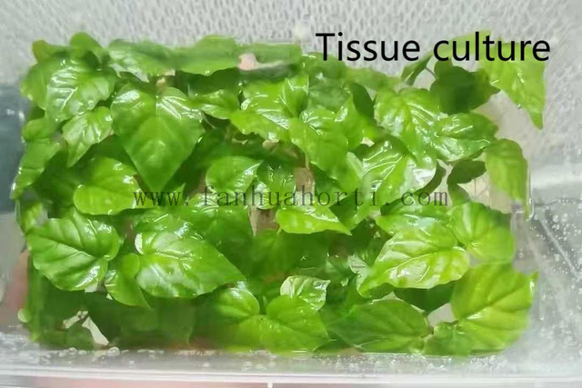 Audrey Ficus 