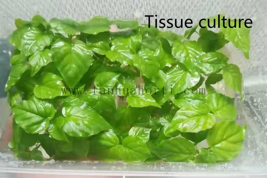 Audrey Ficus 
