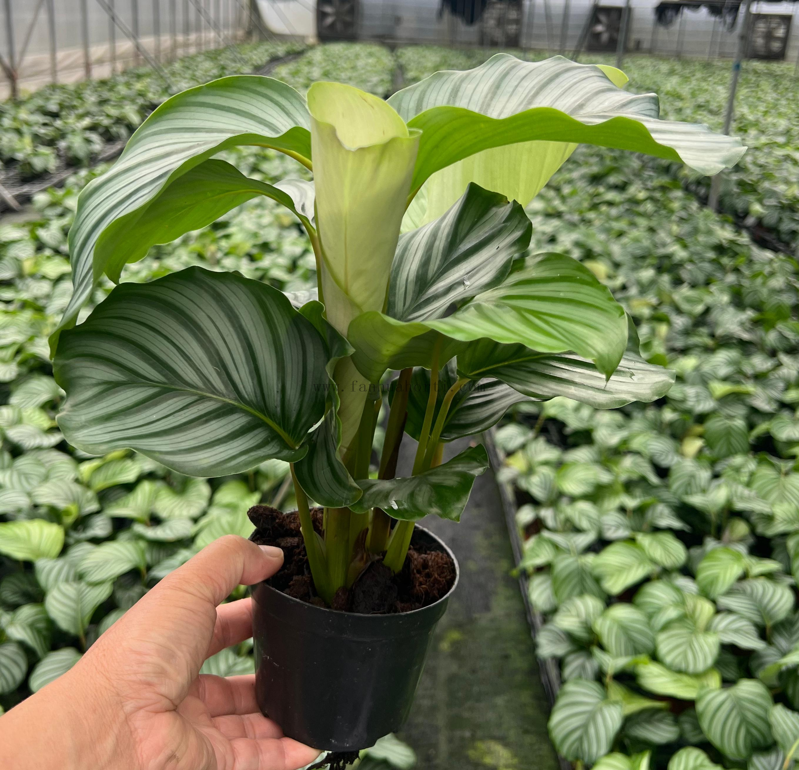 Calathea Orbifolia