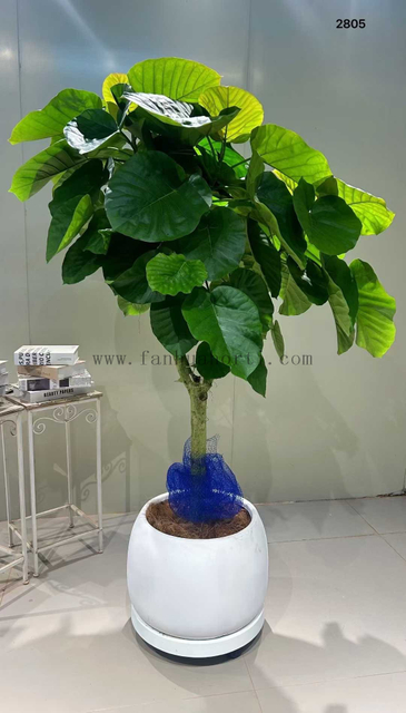 Umbellata Ficus for indoor