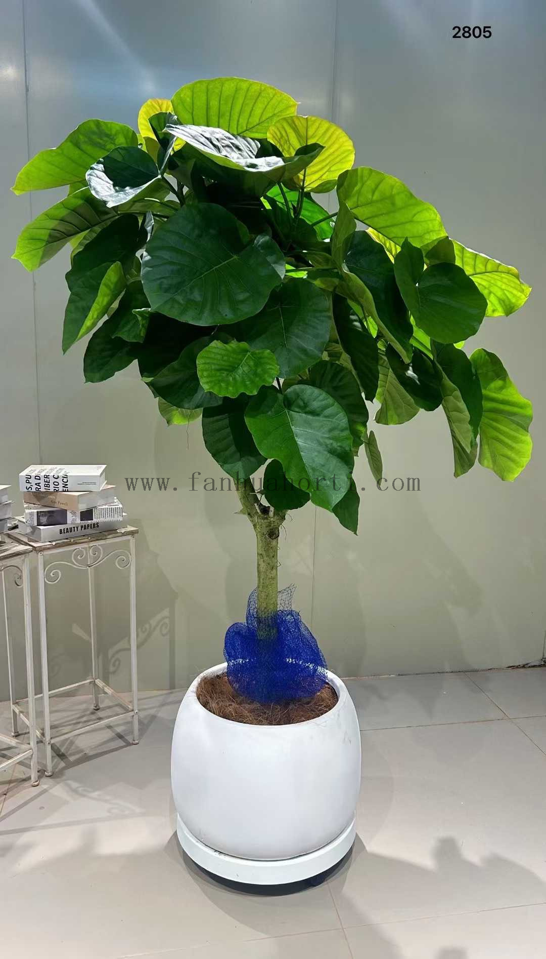 Umbellata Ficus for indoor