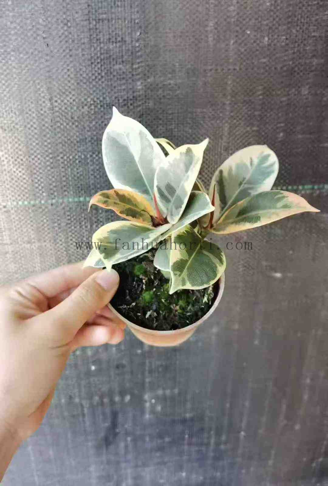 花金刚90