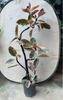 Ruby Ficus 