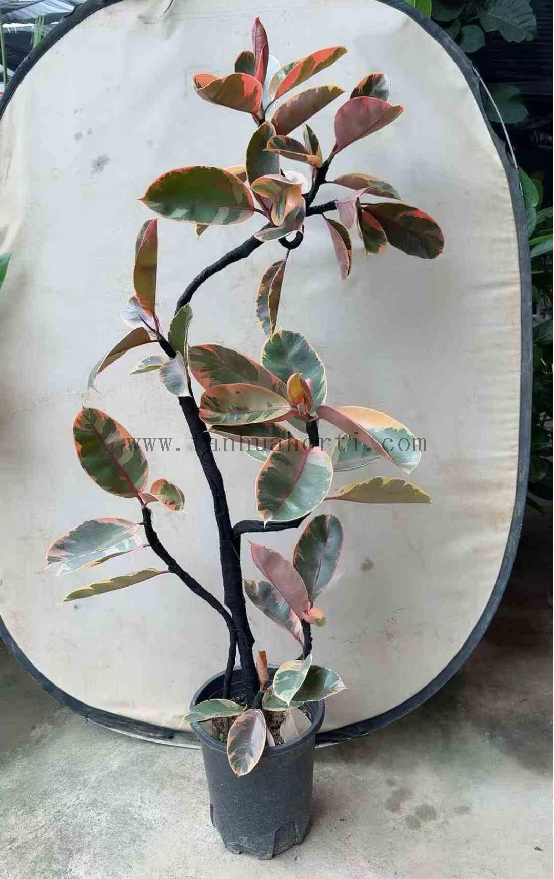 Ruby Ficus 