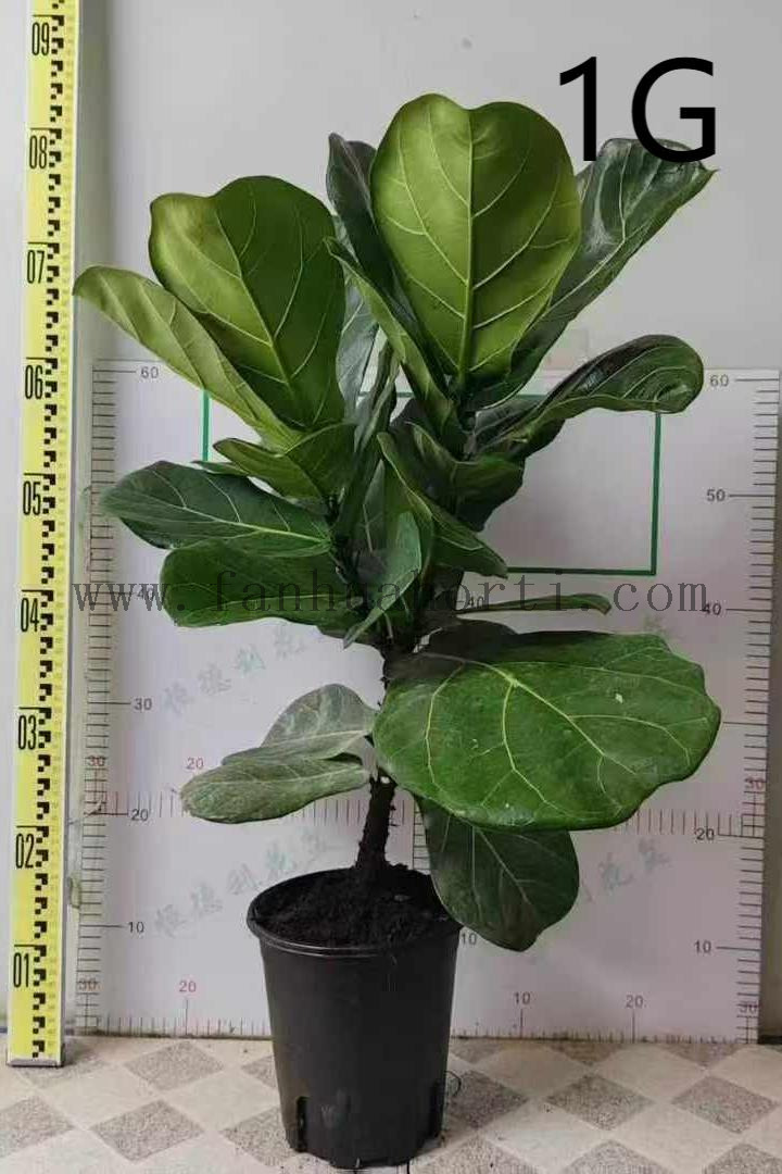 芭比榕1G