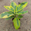  Altissima Ficus 