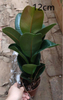 Sofia Ficus 