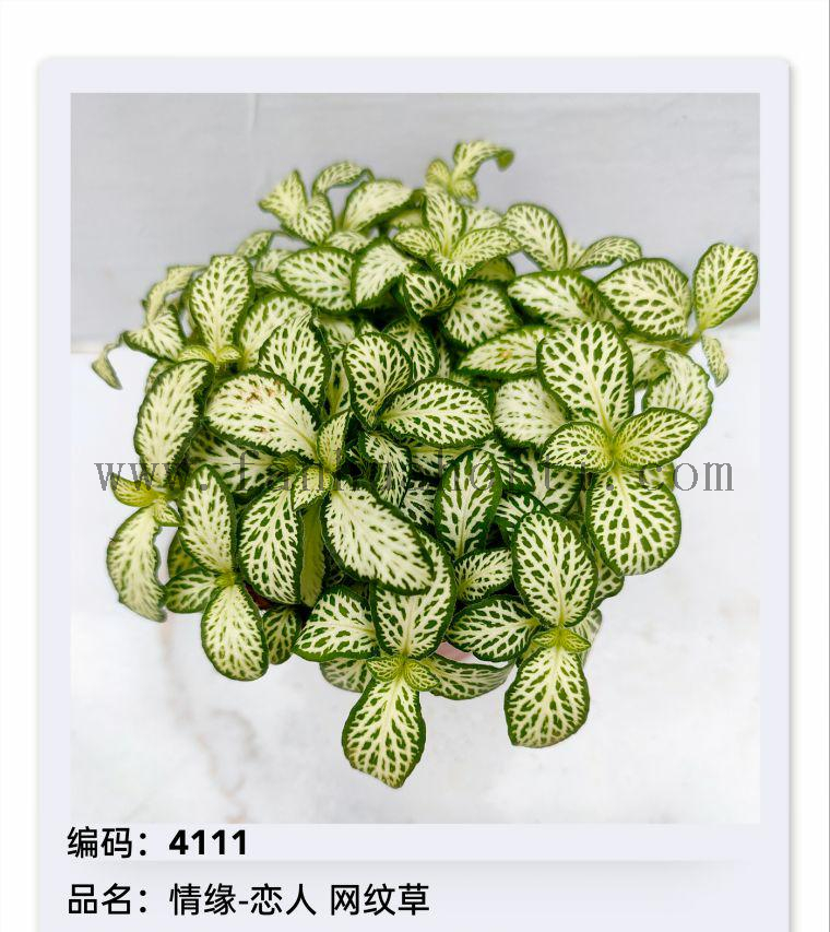 Fittonia 80#