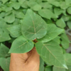 Petiolaris Ficus