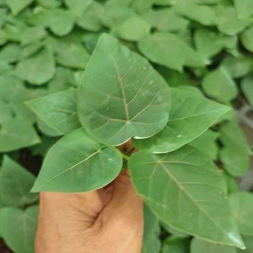 Petiolaris Ficus