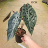 Suhirmaniana Alocasia