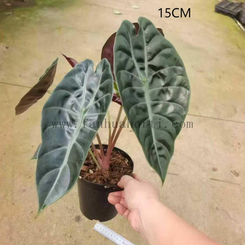 Suhirmaniana Alocasia
