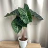 Nairobi Alocasia