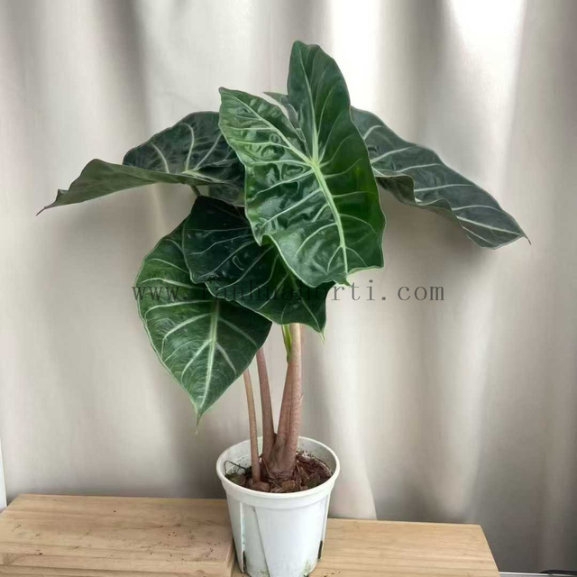 Nairobi Alocasia