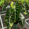 Variegata Frydek Alocasia 