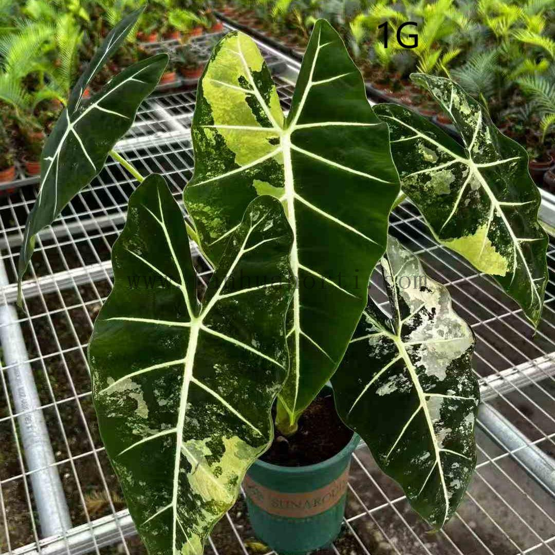 Variegata Frydek Alocasia 