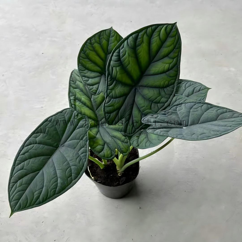 Aegis Alocasia