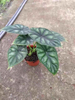 Silver Dragon Scale Alocasia