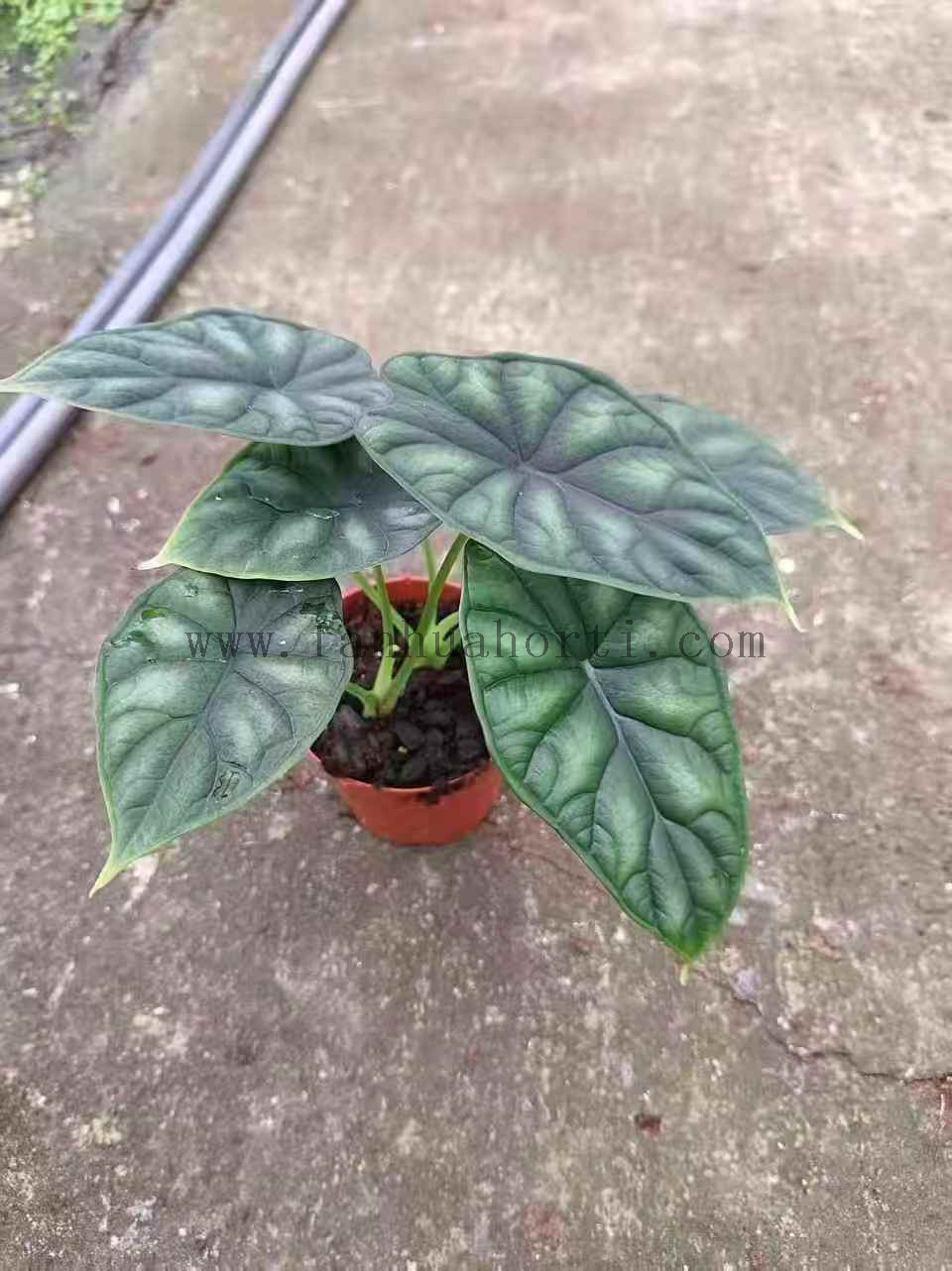 Silver Dragon Scale Alocasia