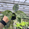 Baginda Dragon Scale Var Alocasia