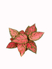 Aglaonema Red Valentine