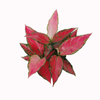 Red Angle Aglaonema