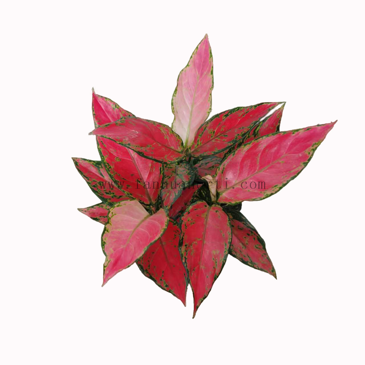 Red Angle Aglaonema