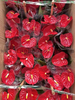 Anthurium Andraeanum Madura 140#