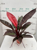 Rising Sun Philodendron 110#