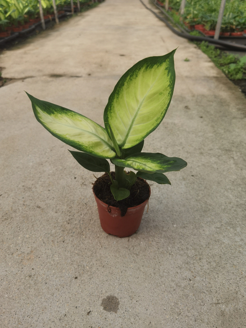 Dieffenbachia Picta 90#