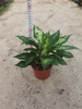 Rohdea Japonica 110#