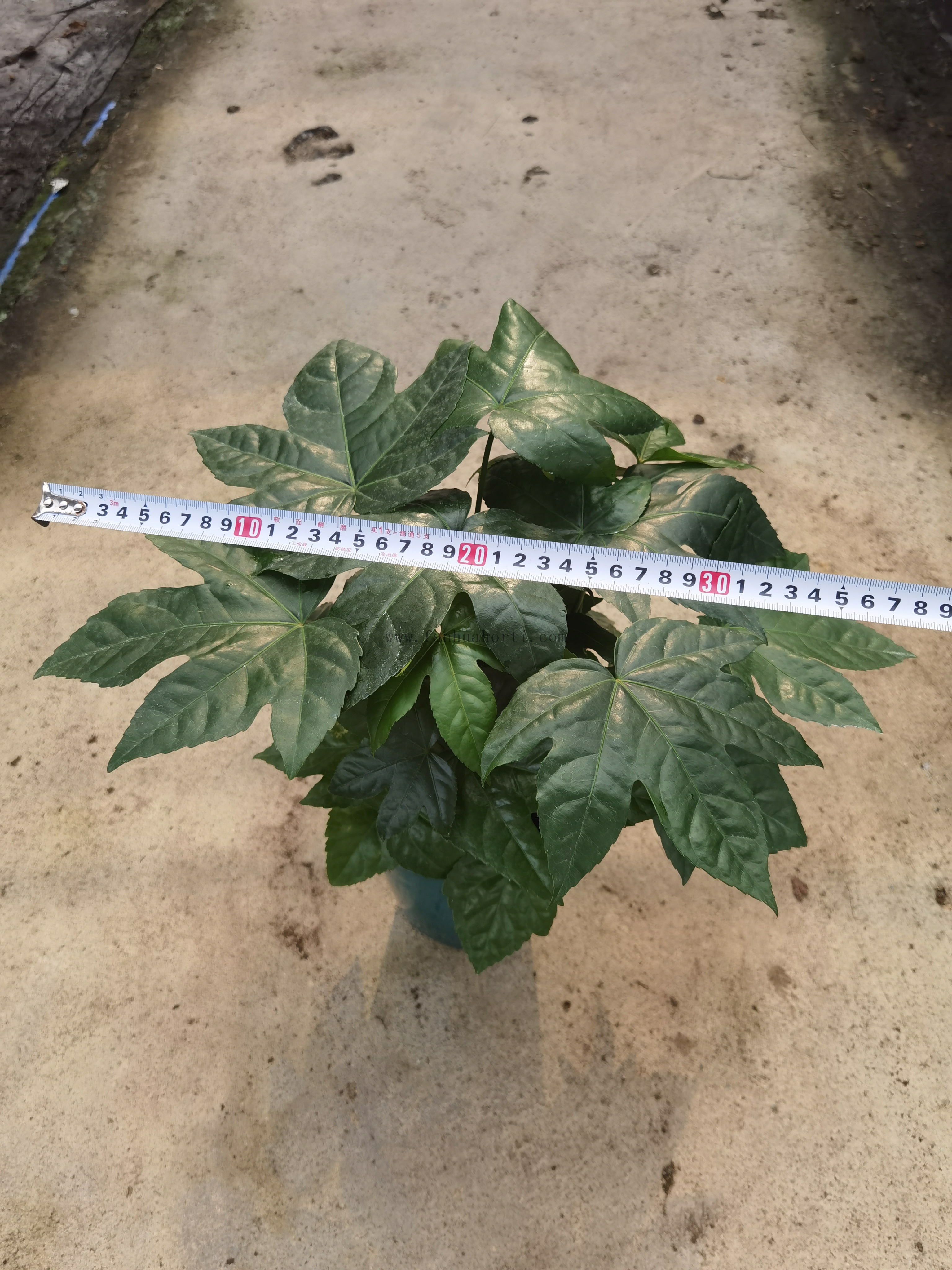 Fatsia Japonica Metal Tub 140#