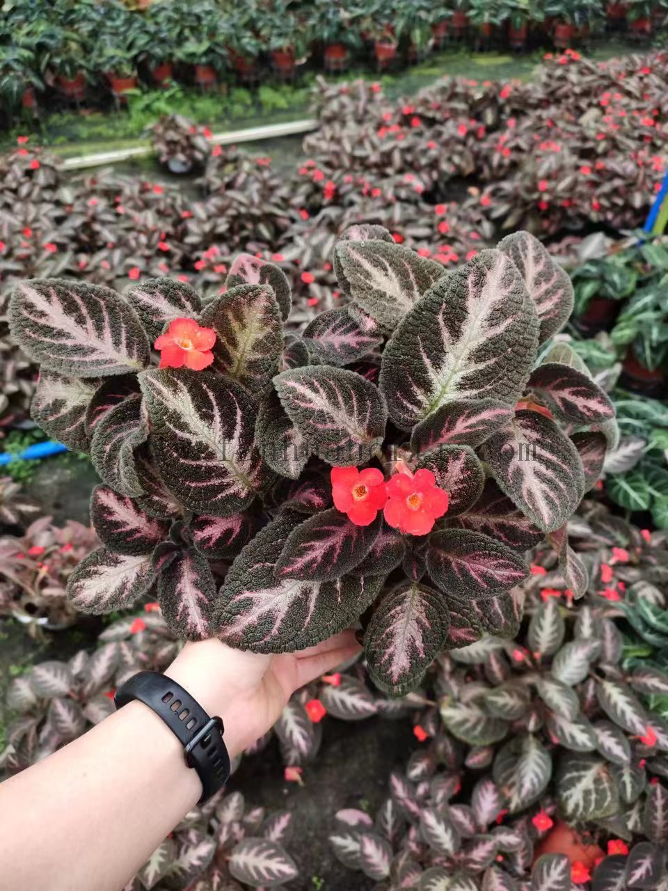 Episcia Cupreata 180#