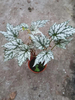 Begonia Alveolata 90#