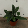 Shield Alocasia 150#