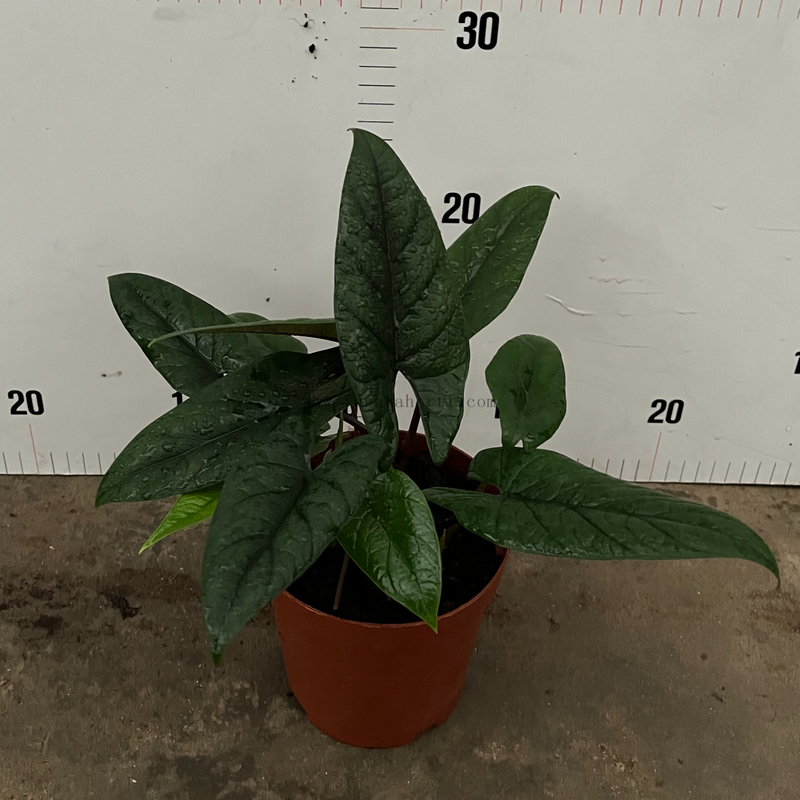 Shield Alocasia 150#