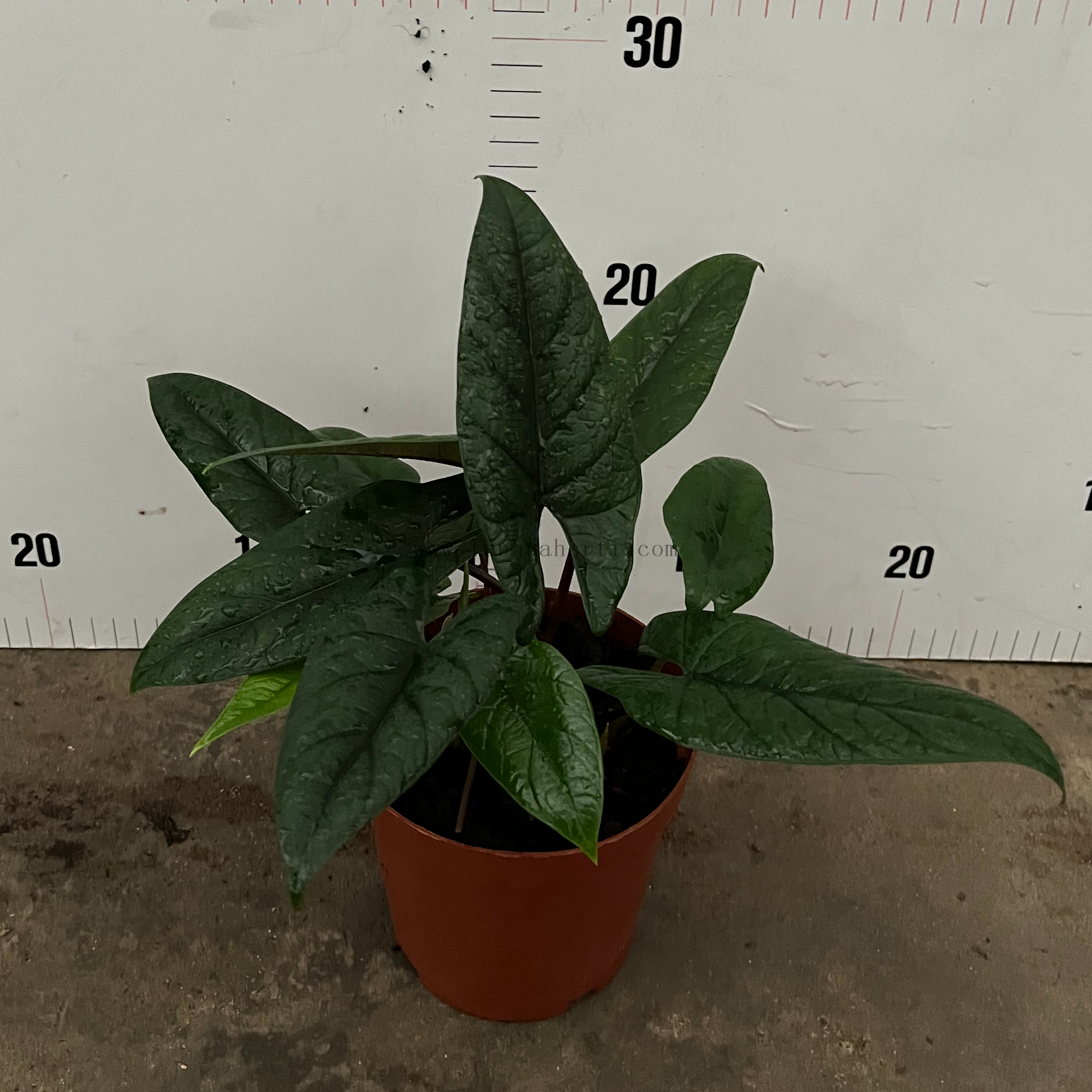 Shield Alocasia 150#