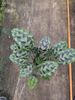 Helen Kennedy calathea