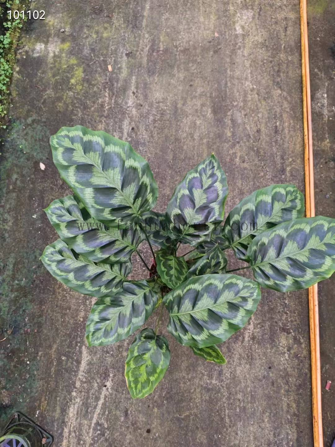 Helen Kennedy calathea