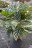  Freddy Calathea