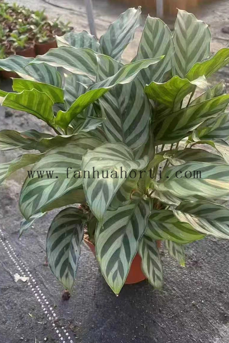  Freddy Calathea