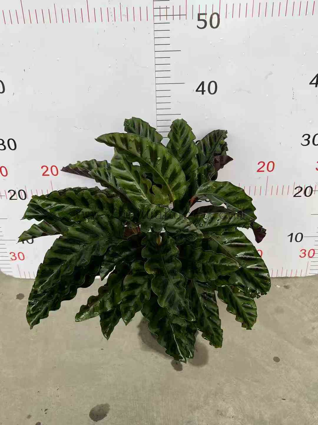 Velvet Glory Calathea