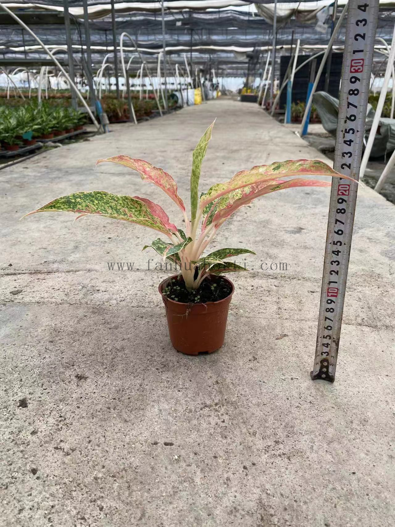 Starshining Aglaonema